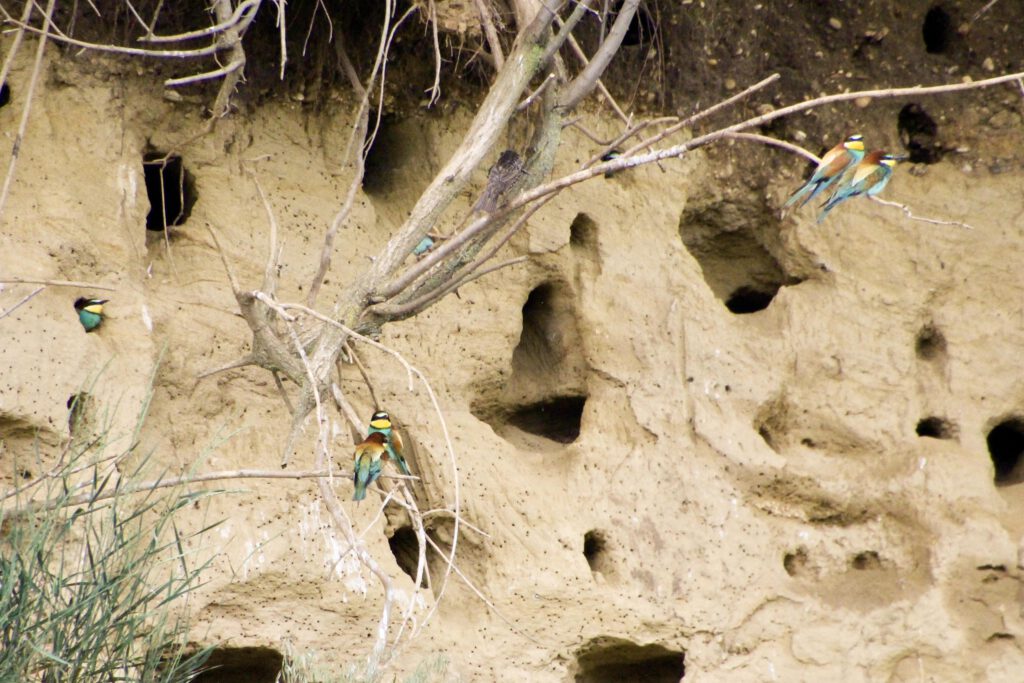 Brutwand der Bienenfresser