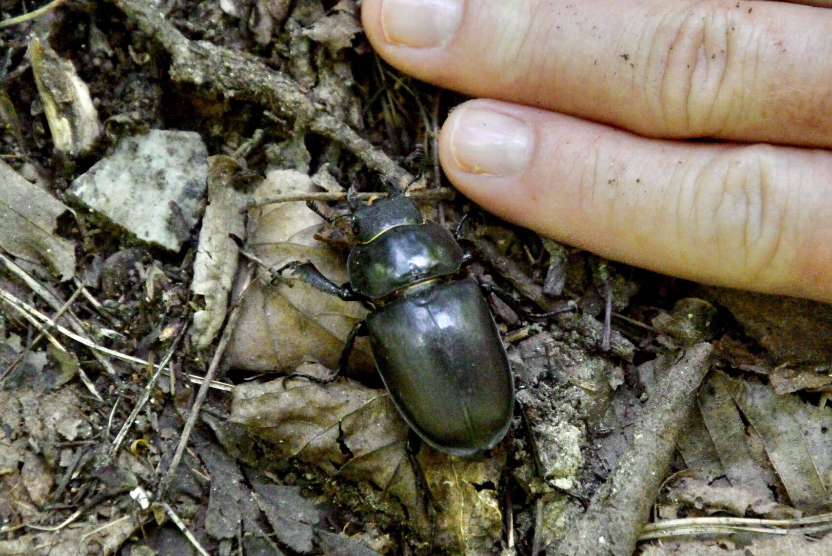 Hirschkäfer