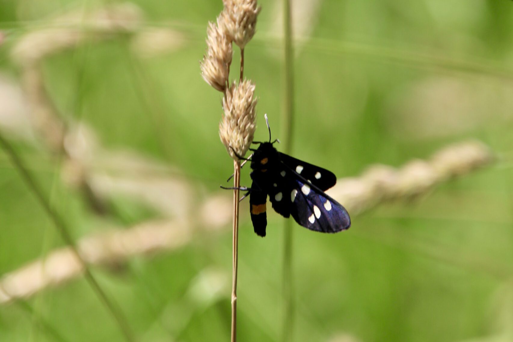 Weißfleckwidderchen