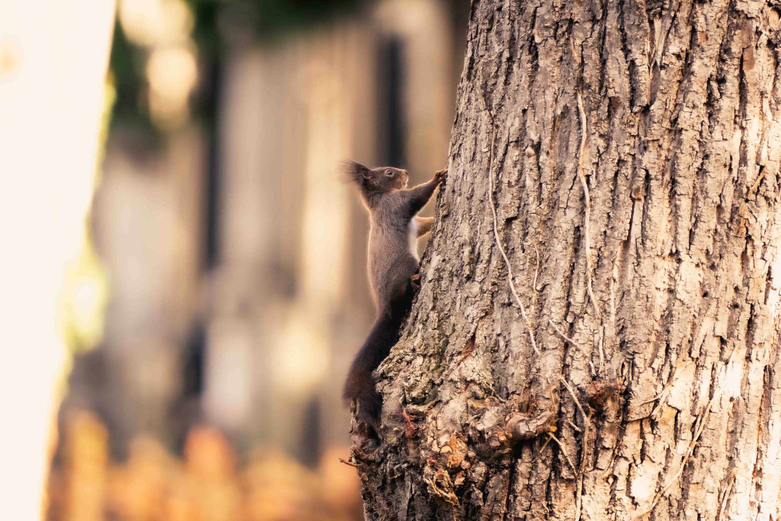 Eichhörnchen