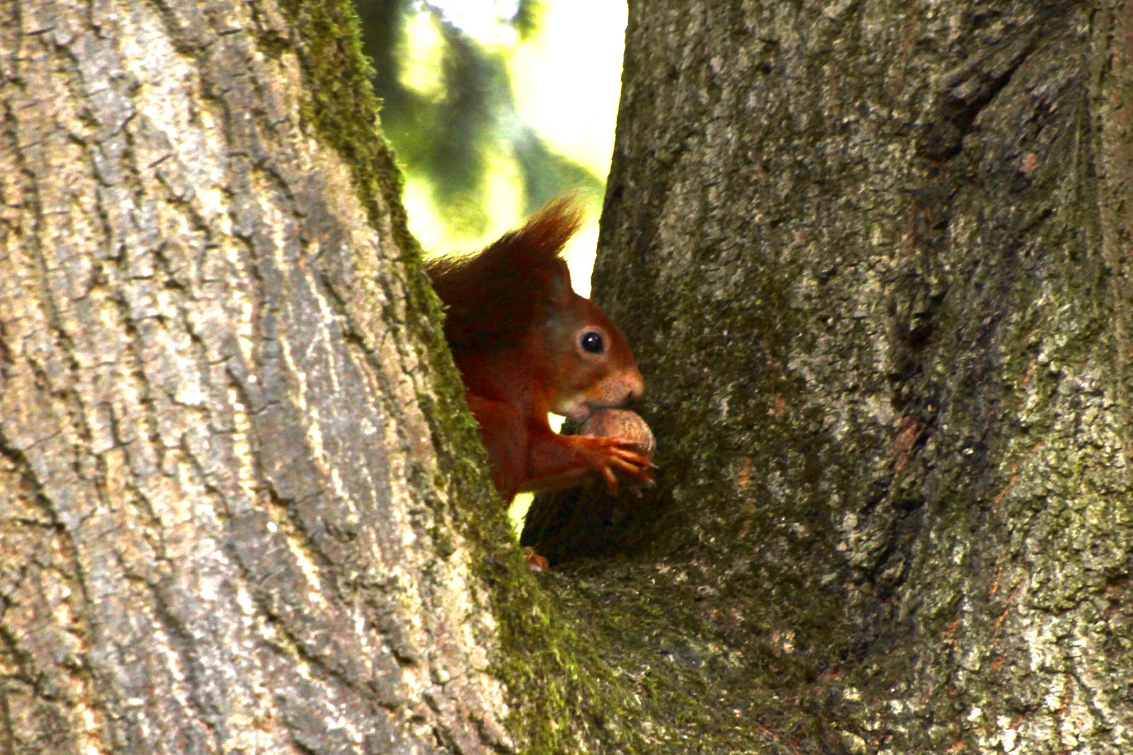 Eichhörnchen