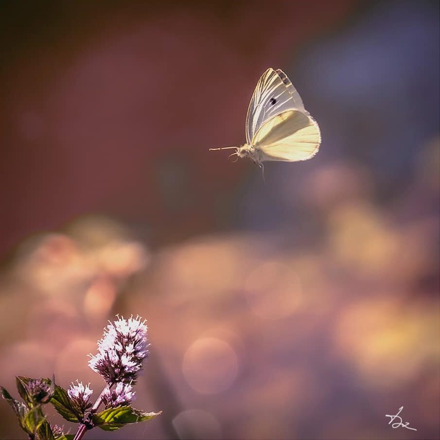 Schmetterling