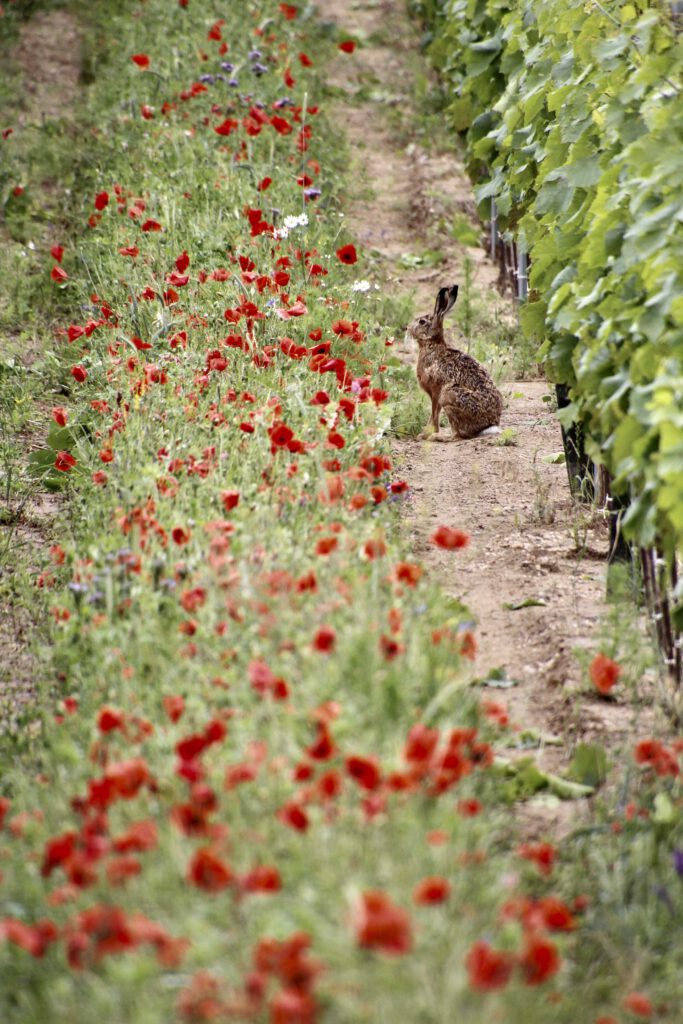 Ein Hase in den Weinbergen