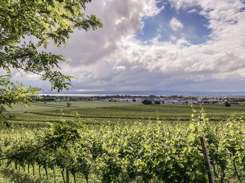 In den Weinbergen am Neusiedler See